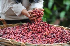 Nescafé Gold Oploskoffie - 6 Doosjes à 25 Zakjes -Beste Koffie Winkel 1200x798 7